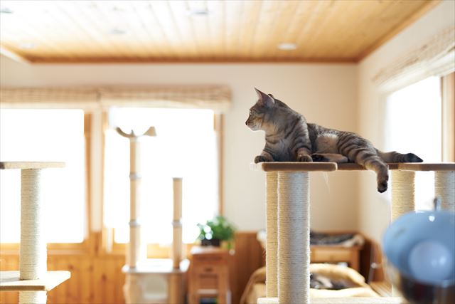 猫と暮らす注文住宅を作るためのポイントとは！？